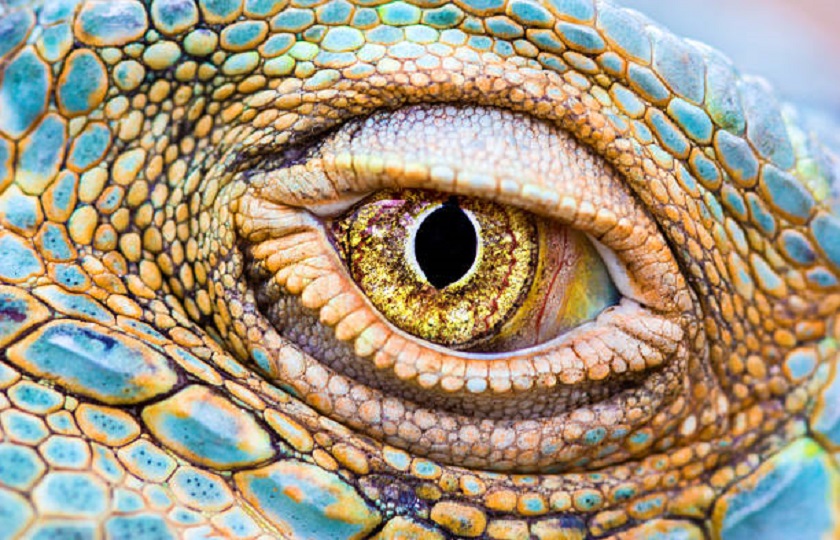 Close-up of the eye of a Green Iguana (Iguana iguana).